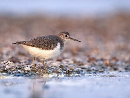 Common sandpiper (Actitis hypoleucos) looking for food during migration on Cyprus beachの写真素材
