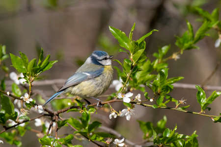 Blue tit (Parus caeruleus) resting on tree branchの写真素材