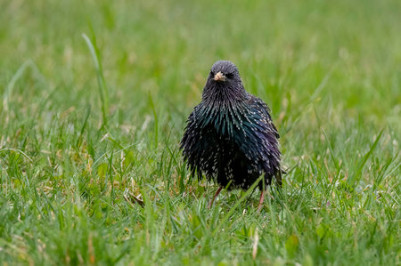 Starling(Sturnus vulgaris) sitting on the grassの写真素材