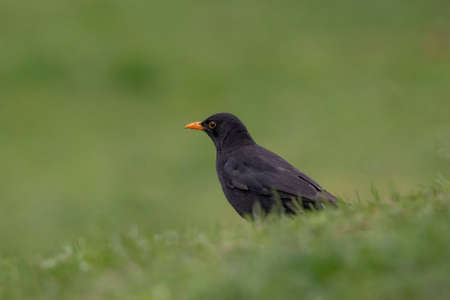 Blackbird Turdus merula sitting on the grass in the park.Wildlife photoの写真素材
