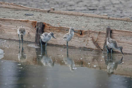 Pied Avocet chick in water looking for food (Recurvirostra avosetta)