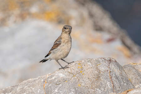 Northern Wheatear, Oenanthe oenanthe, sits on a stoneの写真素材