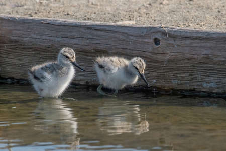 Pied Avocet chick in water looking for food (Recurvirostra avosetta)の写真素材