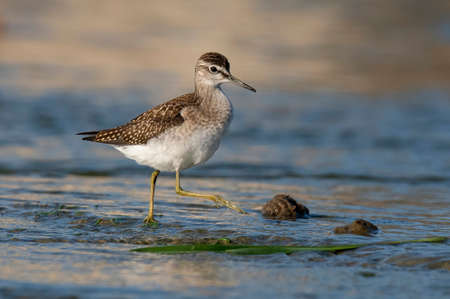 A Marsh Sandpiper (Tringa stagnatilis) wading in a calm streamの写真素材