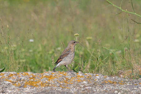 Northern Wheatear, Oenanthe oenanthe, sits on a stoneの写真素材