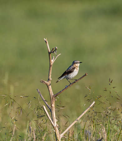 Close up of a Northern wheatear (Oenanthe oenanthe) in the field