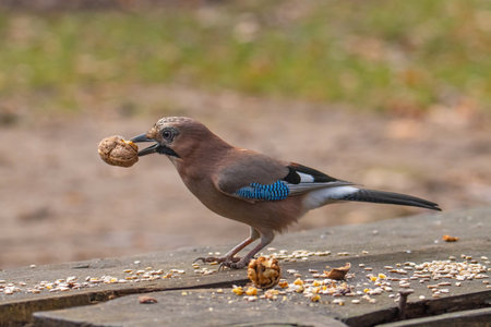 Portrait of standing Eurasian Jay - Garrulus glandarius. Bird in the crow familyの写真素材