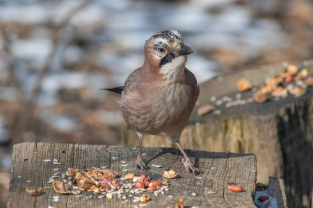 Portrait of standing Eurasian Jay - Garrulus glandarius. Bird in the crow familyの写真素材