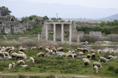 Sheeps grazing in front of Apollon Temple in Miletus ancient city, Turkeyの写真素材