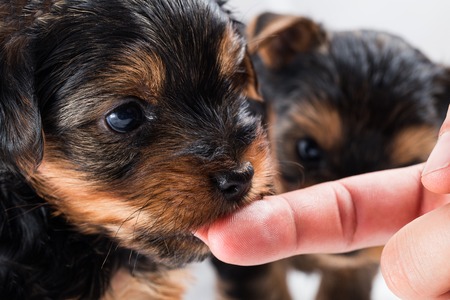 two yorkshire terrier puppies playing with owner isolated on white background