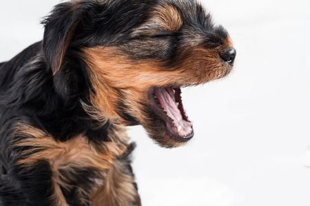 puppy yorkshire terrier barking isolated on white backgroundの写真素材
