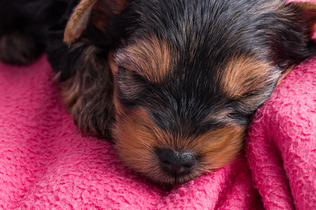 close-up portrait of a puppy yorkshire terrierの写真素材