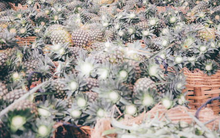 Pile pineapple fruit which has been harvested and display for sale on farmers table in market.の写真素材