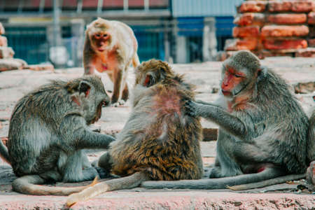 Monkey at Triple Crown Castle (Phra Prang Sam Yod) Lopburi, Thailand. Religious buildings constructed by the ancient Khmer art. select focus Monkey Relax at Prang Sam Yod, Lopburi, Thailandの写真素材