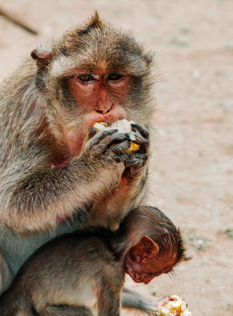 Monkey at Triple Crown Castle (Phra Prang Sam Yod) Lopburi, Thailand. Religious buildings...