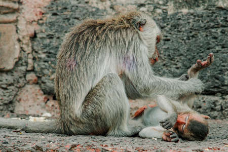 Monkey at Triple Crown Castle (Phra Prang Sam Yod) Lopburi, Thailand. Religious buildings constructed by the ancient Khmer art. select focus Monkey Relax at Prang Sam Yod, Lopburi, Thailandの写真素材