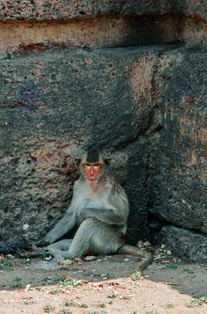 Monkey at Triple Crown Castle (Phra Prang Sam Yod) Lopburi, Thailand. Religious buildings constructed by the ancient Khmer art. select focus Monkey Relax at Prang Sam Yod, Lopburi, Thailandの写真素材