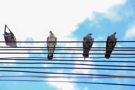 Beautiful bird is on the wire cable. Many birds on the electric wunder blue sky at sunny day.の写真素材