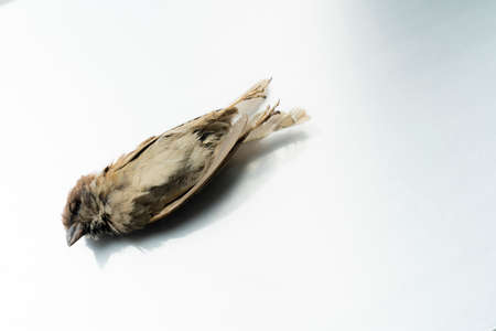 Dead House Sparrow , dead bird background in nature, isolated dead bird on white.
