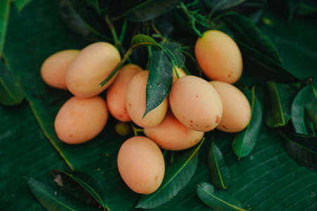 Mayongchid Maprang Marian Plum and Plum Mango thailand Orchardの写真素材