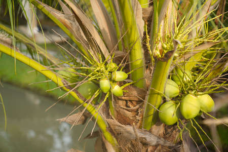Coconut on the tree.The fruit is beneficial to the body.High vitamin and good for health in thailand.の写真素材