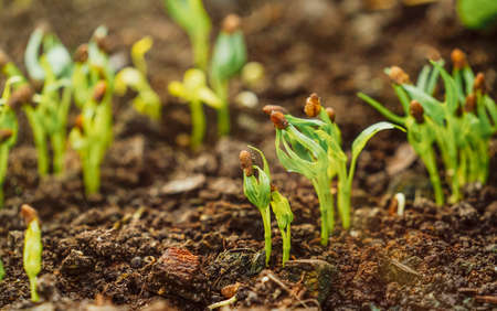 Little green seedlings growing in soil, closeupの写真素材