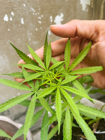 Green cannabis Bush with large marijuana leaves with hemp seeds. Cultivation of cannabis for the production of CBD oil, cream, for medicinal purposes in medicine, dog and cat foodの写真素材