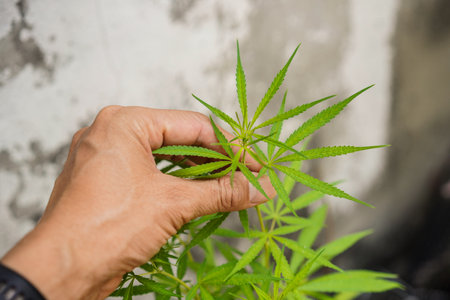Cannabis leaf in hand on concrete wall background, Close up.の写真素材