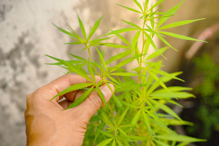 Cannabis plant in the hands of a man. Indoor cultivation.の写真素材