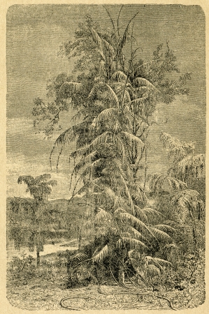 Calamus palm - old illustration by unknown artist from Botanika Szkolna na Klasy Nizsze, author Jozef Rostafinski, published by W.L. Anczyc, Krakow and Warsaw, 1911 のeditorial素材