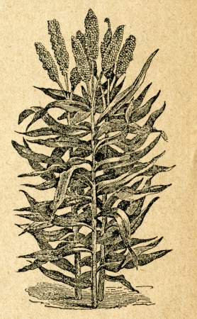 Sorghum - old illustration by unknown artist from Botanika Szkolna na Klasy Nizsze, author Jozef Rostafinski, published by W.L. Anczyc, Krakow and Warsaw, 1911 のeditorial素材