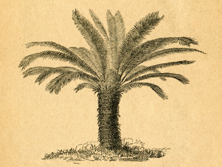 Cycad - old illustration by unknown artist from Botanika Szkolna na Klasy Nizsze, author Jozef Rostafinski, published by W.L. Anczyc, Krakow and Warsaw, 1911のeditorial素材