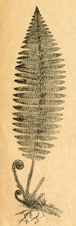 Asplenium - old illustration by unknown artist from Botanika Szkolna na Klasy Nizsze, author Jozef Rostafinski, published by W.L. Anczyc, Krakow and Warsaw, 1911 のeditorial素材