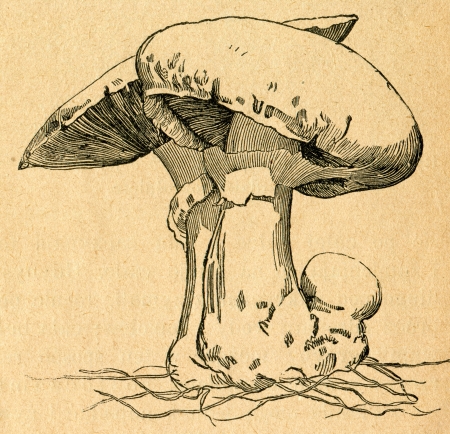 White mushroom - old illustration by unknown artist from Botanika Szkolna na Klasy Nizsze, author Jozef Rostafinski, published by W.L. Anczyc, Krakow and Warsaw, 1911 のeditorial素材