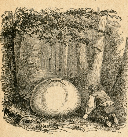 Calvatia gigantea, commonly known as the Giant puffball - old illustration by unknown artist from Botanika Szkolna na Klasy Nizsze, author Jozef Rostafinski, published by W.L. Anczyc, Krakow and Warsaw, 1911のeditorial素材