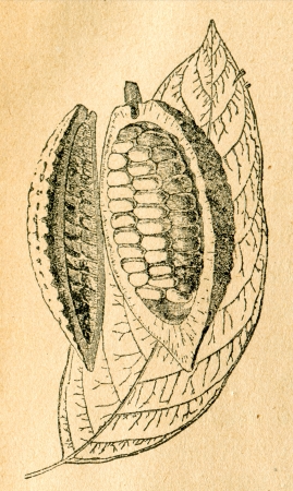 Cacao tree - leaf and open fruit - old illustration by unknown artist from Botanika Szkolna na Klasy Nizsze, author Jozef Rostafinski, published by W.L. Anczyc, Krakow and Warsaw, 1911のeditorial素材
