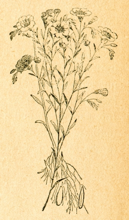Flax - old illustration by unknown artist from Botanika Szkolna na Klasy Nizsze, author Jozef Rostafinski, published by W.L. Anczyc, Krakow and Warsaw, 1911のeditorial素材