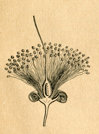 Accacia flower - old illustration by unknown artist from Botanika Szkolna na Klasy Nizsze, author Jozef Rostafinski, published by W.L. Anczyc, Krakow and Warsaw, 1911のeditorial素材