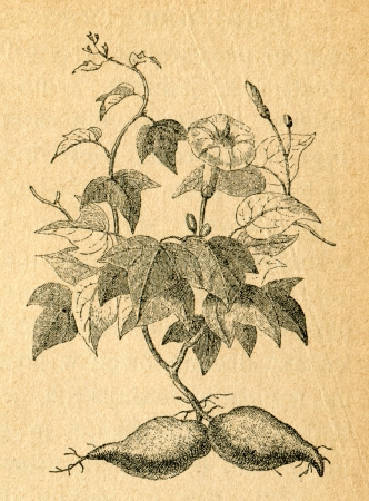Sweet potato - old illustration by unknown artist from Botanika Szkolna na Klasy Nizsze, author Jozef Rostafinski, published by W.L. Anczyc, Krakow and Warsaw, 1911 のeditorial素材