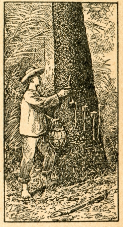 Harvesting caoutchouc - old illustration by unknown artist from Botanika Szkolna na Klasy Nizsze, author Jozef Rostafinski, published by W.L. Anczyc, Krakow and Warsaw, 1911のeditorial素材