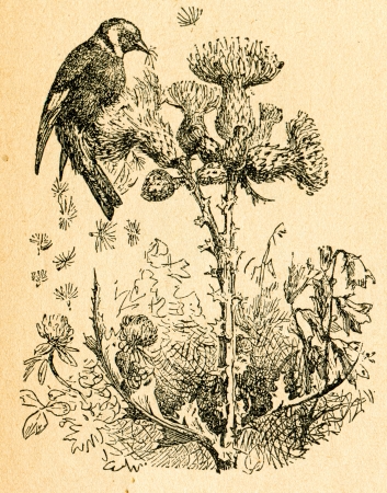 Goldfinch eating thistle seeds, old illustration by unknown artist from Botanika Szkolna na Klasy Nizsze, author Jozef Rostafinski, published by W.L. Anczyc, Krakow and Warsaw, 1911 のeditorial素材