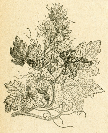 Pumpkin plant - old illustration by unknown artist from Botanika Szkolna na Klasy Nizsze, author Jozef Rostafinski, published by W.L. Anczyc, Krakow and Warsaw, 1911のeditorial素材