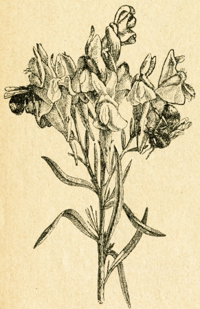 Linaria - old illustration by unknown artist from Botanika Szkolna na Klasy Nizsze, author Jozef Rostafinski, published by W.L. Anczyc, Krakow and Warsaw, 1911 のeditorial素材