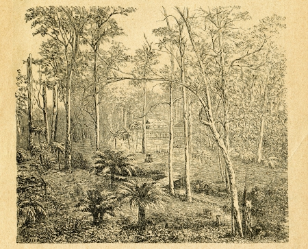 Eucalyptus forest with tree ferns - old illustration by Cordier from Botanika Szkolna na Klasy Nizsze, author Jozef Rostafinski, published by W.L. Anczyc, Krakow and Warsaw, 1911 のeditorial素材