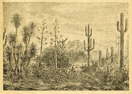 Mexican landscape - old illustration by unknown artist from Botanika Szkolna na Klasy Nizsze, author Jozef Rostafinski, published by W.L. Anczyc, Krakow and Warsaw, 1911のeditorial素材