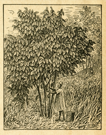 Cacao tree with fruits - old illustration by unknown artist from Botanika Szkolna na Klasy Nizsze, author Jozef Rostafinski, published by W.L. Anczyc, Krakow and Warsaw, 1911のeditorial素材