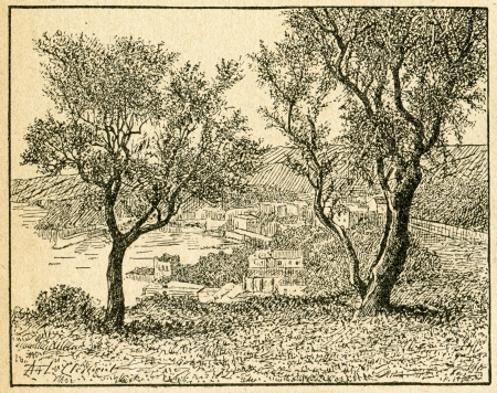 Olive trees - old illustration by unknown artist from Botanika Szkolna na Klasy Nizsze, author Jozef Rostafinski, published by W.L. Anczyc, Krakow and Warsaw, 1911のeditorial素材
