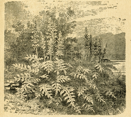 Blooming acanthus - old illustration by unknown artist from Botanika Szkolna na Klasy Nizsze, author Jozef Rostafinski, published by W.L. Anczyc, Krakow and Warsaw, 1911のeditorial素材
