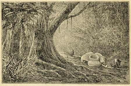 Rafflesia - old illustration by unknown artist from Botanika Szkolna na Klasy Nizsze, author Jozef Rostafinski, published by W.L. Anczyc, Krakow and Warsaw, 1911のeditorial素材
