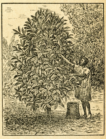 Harvesting coffee beans - old illustration by unknown artist from Botanika Szkolna na Klasy Nizsze, author Jozef Rostafinski, published by W.L. Anczyc, Krakow and Warsaw, 1911 Harvesting coffee beans - old illustration by unknown artist from Botanika Szkolna na Klasy Nizsze, author Jozef Rostafinski, published by W.L. Anczyc, Krakow and Warsaw, 1911